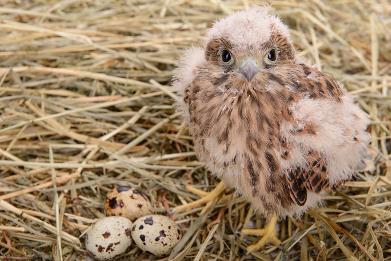 Eier die nicht ins Osternest gehören