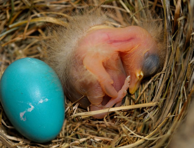 Eier die nicht ins Osternest gehören