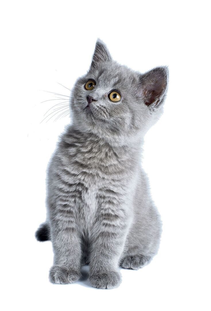 Kitty Cat