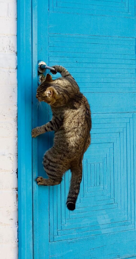 Katzen lernern gut über Beobachtungen.Beispielsweise wie eine Türfalle zu betätigen ist.