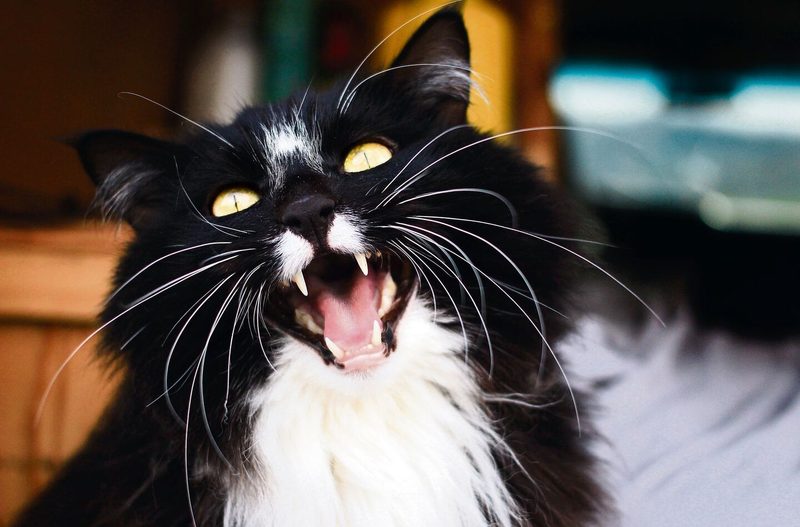 Miau!