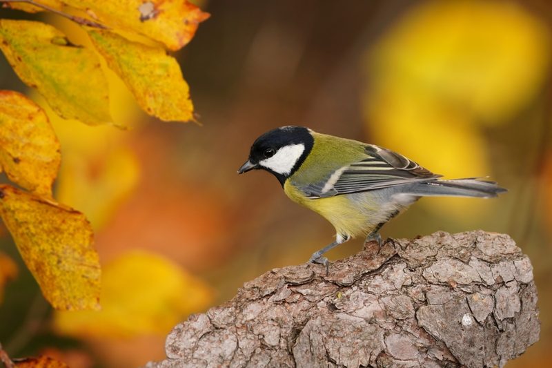 Vögel als Schädlingsbekämpfer