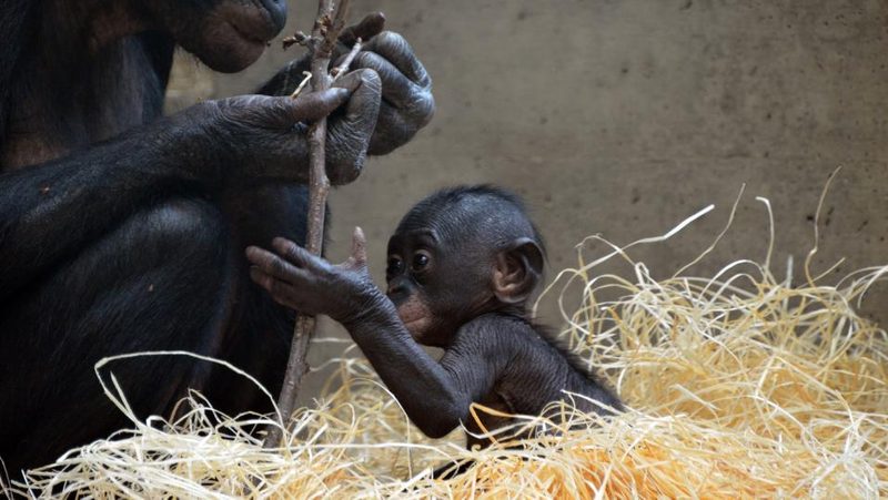 Bonobo-Mutter mit Baby