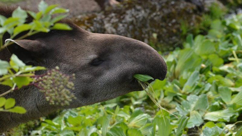 Flachland-Tapir Oroja im Zoo Zürich