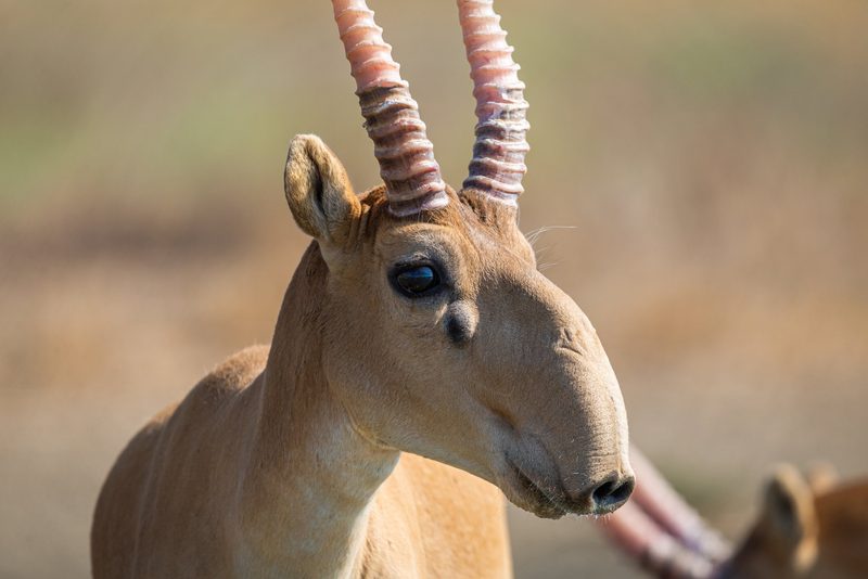 5 Tiere, die erfunden aussehen