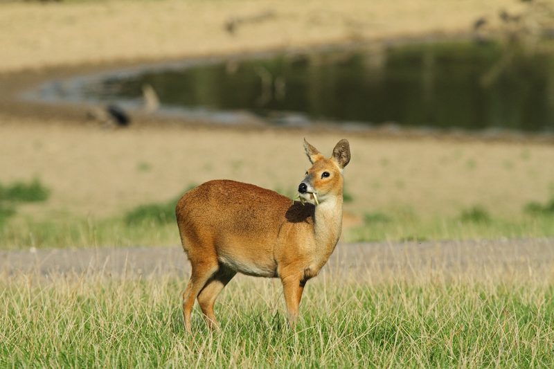 5 Tiere, die erfunden aussehen