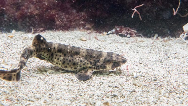 Kalifornischer Schwellhai im Zoo Basel