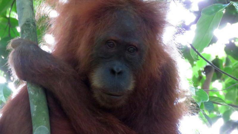 Orang-Utan