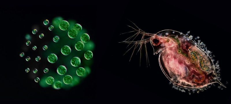 Pleodorina sp., eine koloniebildende Grünalge und Gemeiner Wasserfloh (Daphnia pulex) mit Eiern und anhängenden Glockentierchen