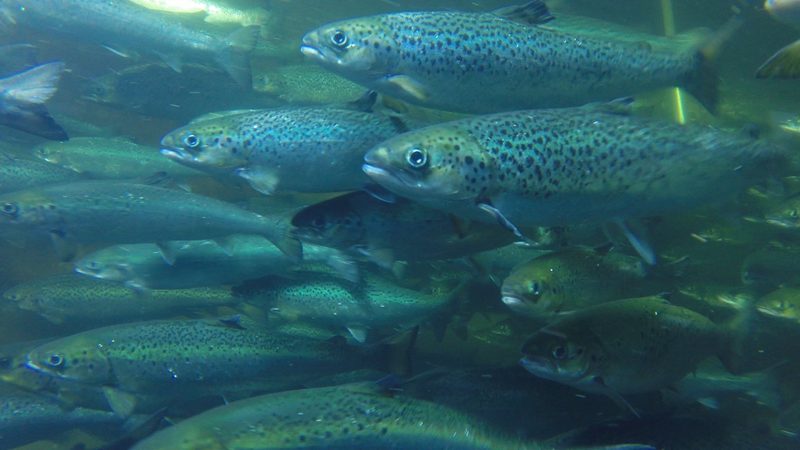 Fischzucht in der Schweiz