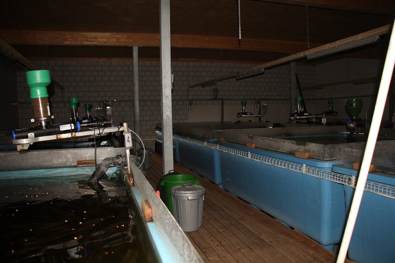 Fischzucht in der Schweiz