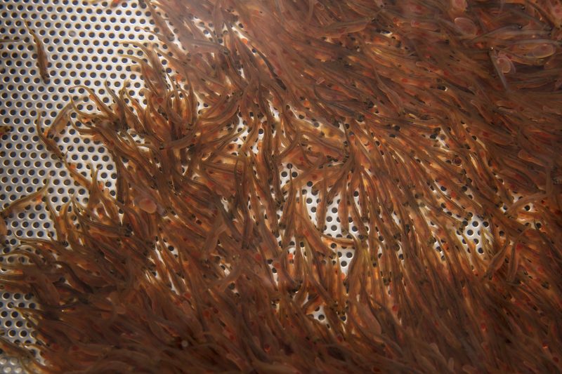 Fischzucht in der Schweiz