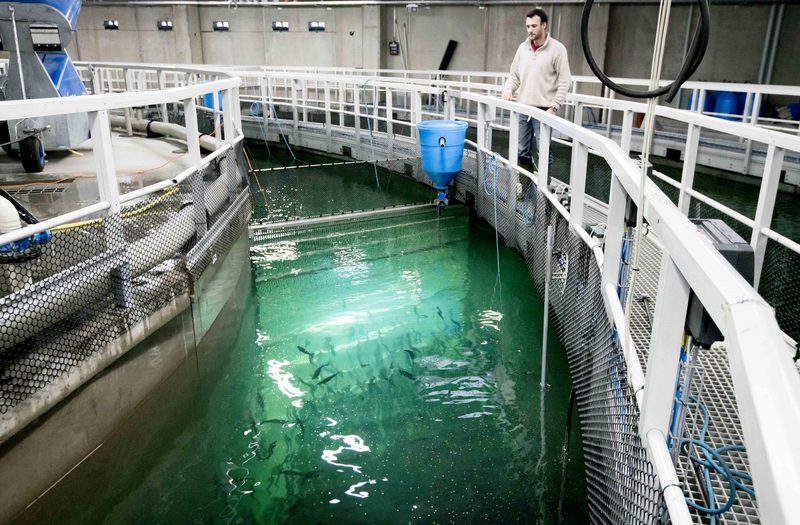 Fischzucht in der Schweiz