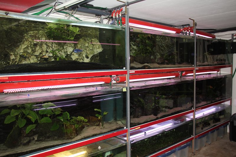 Einstieg in die Aquaristik