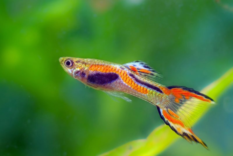 Einstieg in die Aquaristik