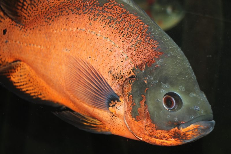 Einstieg in die Aquaristik
