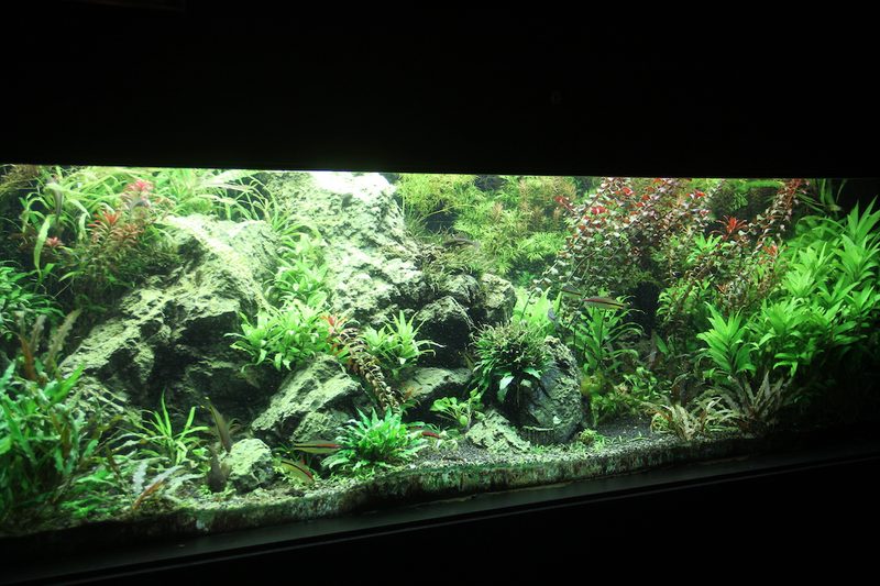 Einstieg in die Aquaristik