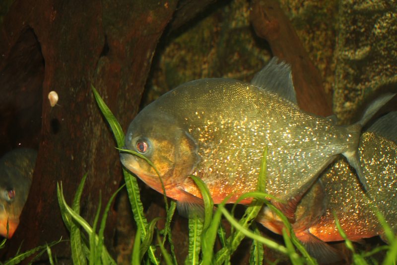 Einstieg in die Aquaristik