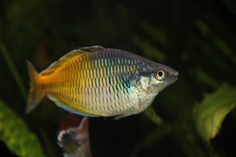 Einstieg in die Aquaristik
