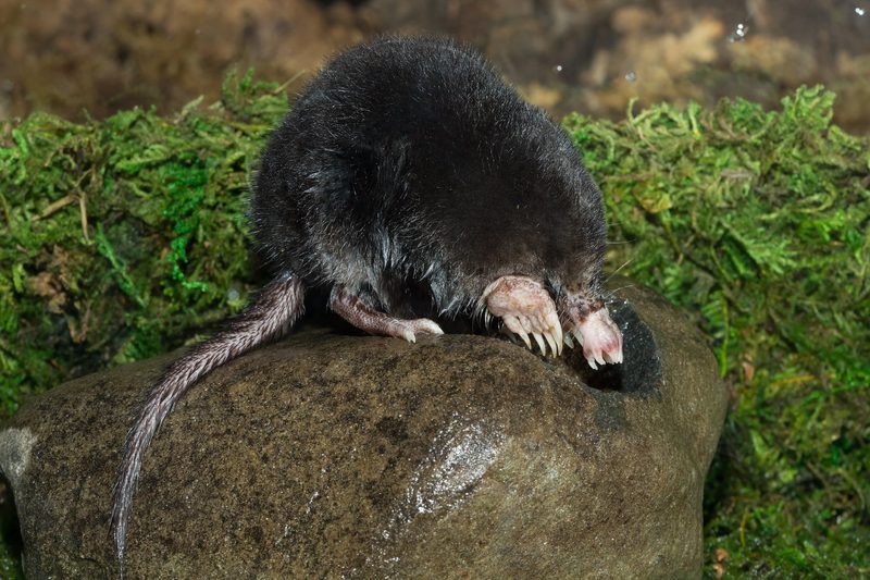 Der Sternmull: Maulwurf mit spezieller Nase