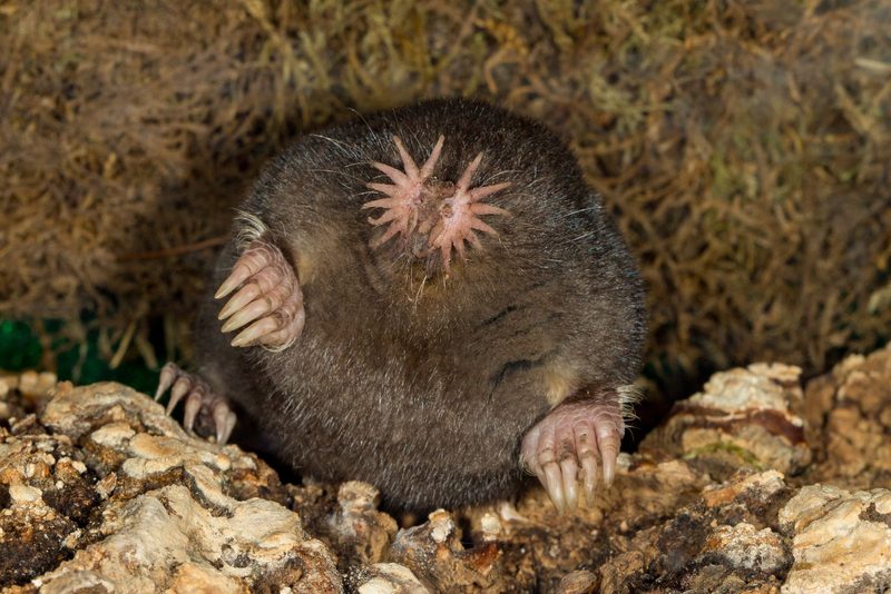 Der Sternmull: Maulwurf mit spezieller Nase