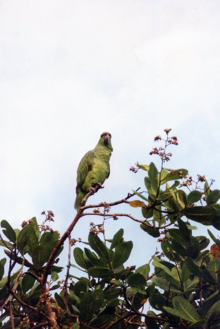 Blaubartamazone: Bewohner der amazonischen Überschwemmungswälder