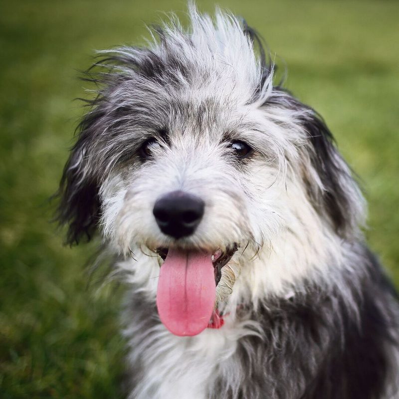 Weitere Kreuzungen:Der Puggle (links),der Maltipoo (mitte) und der Aussiedoodle.