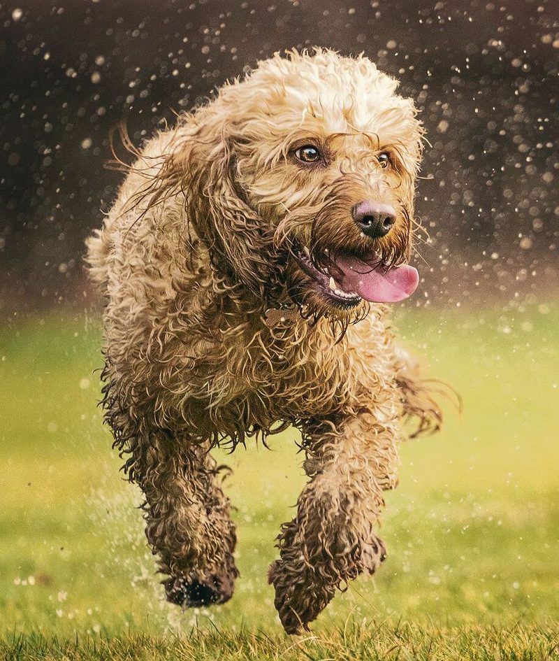 Der Cockapoo: Eine Mischung aus Cocker Spaniel und Pudel.