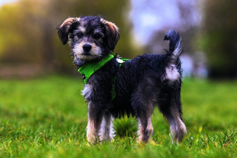 Der Schnoodle ergibt sich aus Pudel und Schnauzer.