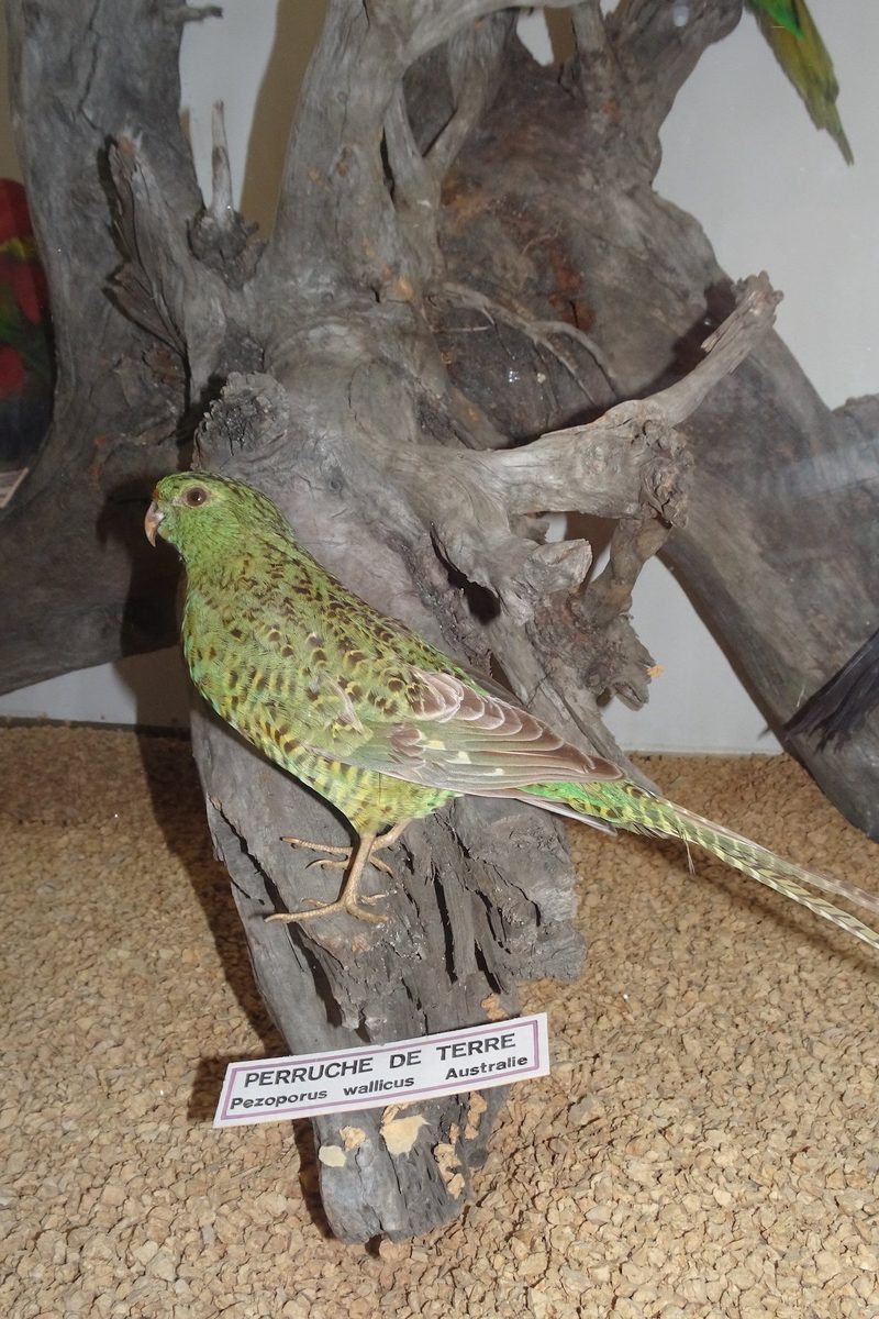 Augenschein im Naturhistorischen Museum Lausanne im Palais de Rumine