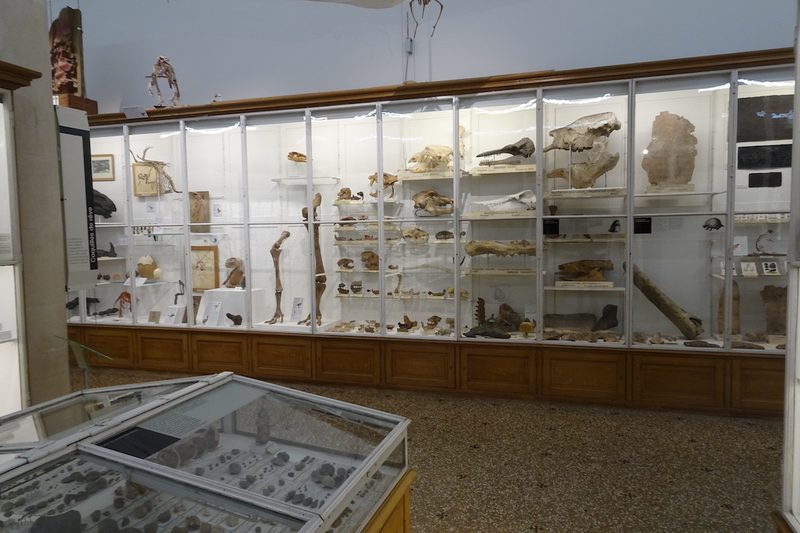 Augenschein im Naturhistorischen Museum Lausanne im Palais de Rumine