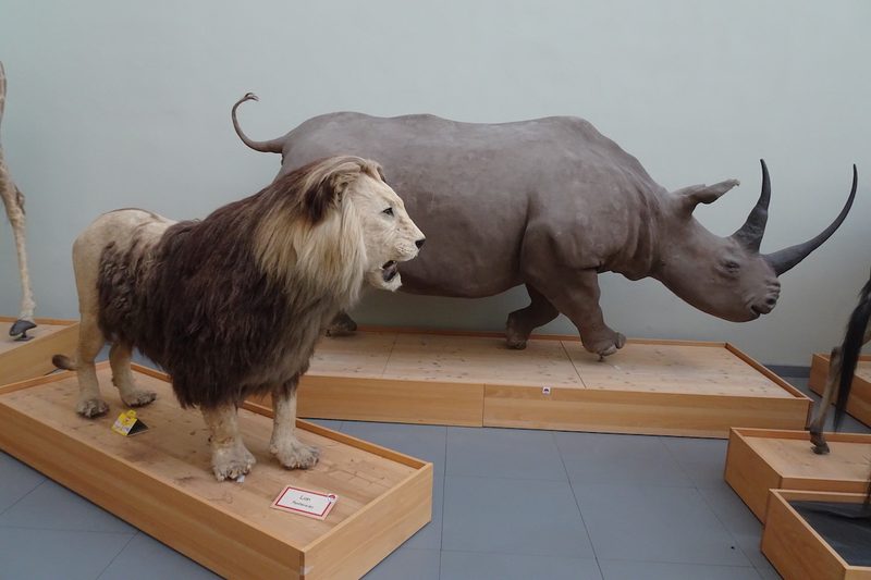Augenschein im Naturhistorischen Museum Lausanne im Palais de Rumine