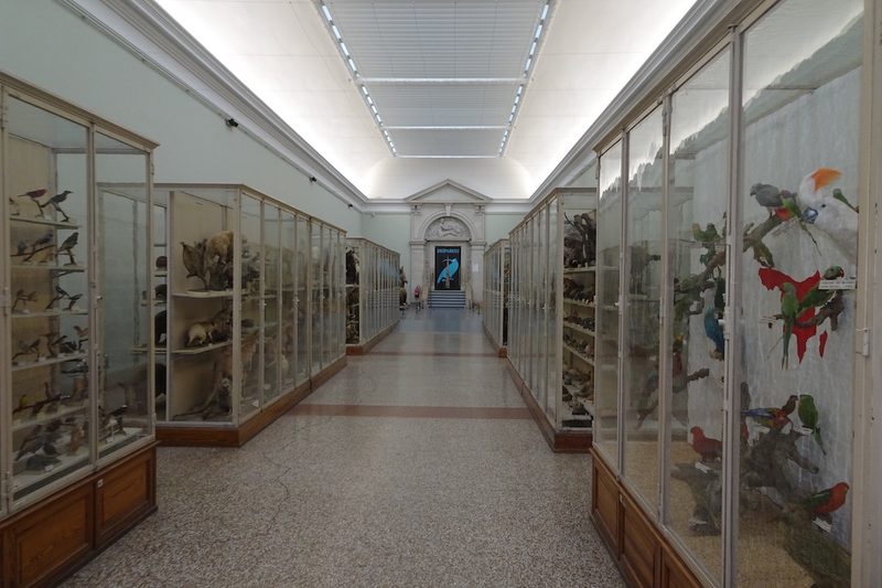 Augenschein im Naturhistorischen Museum Lausanne im Palais de Rumine