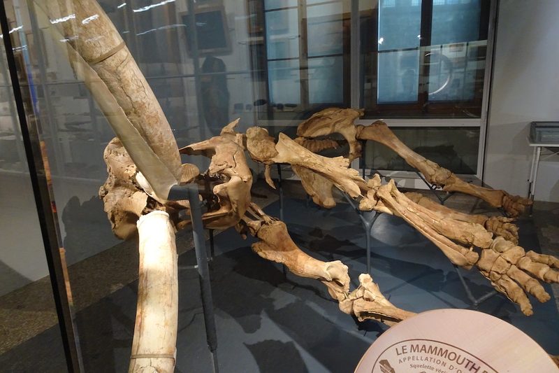 Augenschein im Naturhistorischen Museum Lausanne im Palais de Rumine