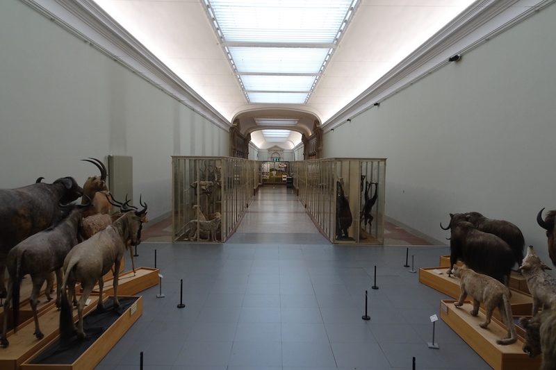 Augenschein im Naturhistorischen Museum Lausanne im Palais de Rumine