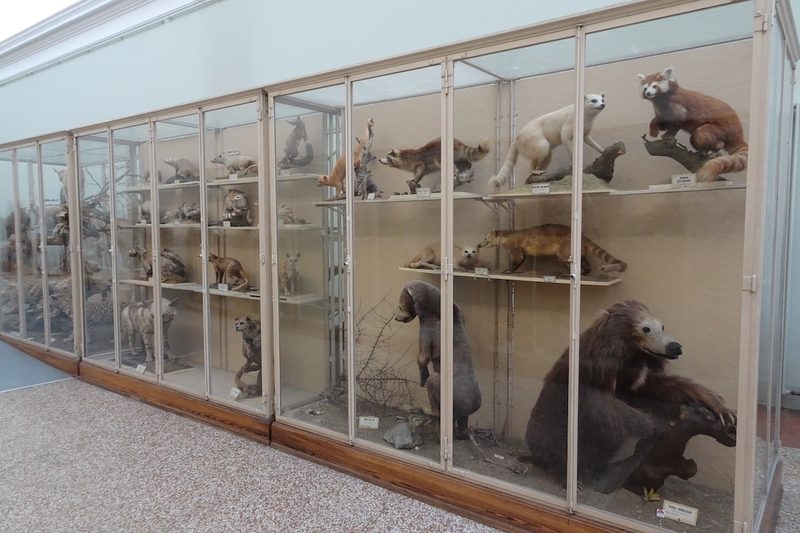 Augenschein im Naturhistorischen Museum Lausanne im Palais de Rumine