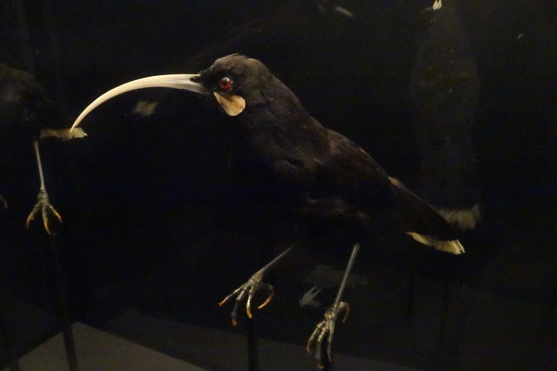 Augenschein im Naturhistorischen Museum Lausanne im Palais de Rumine