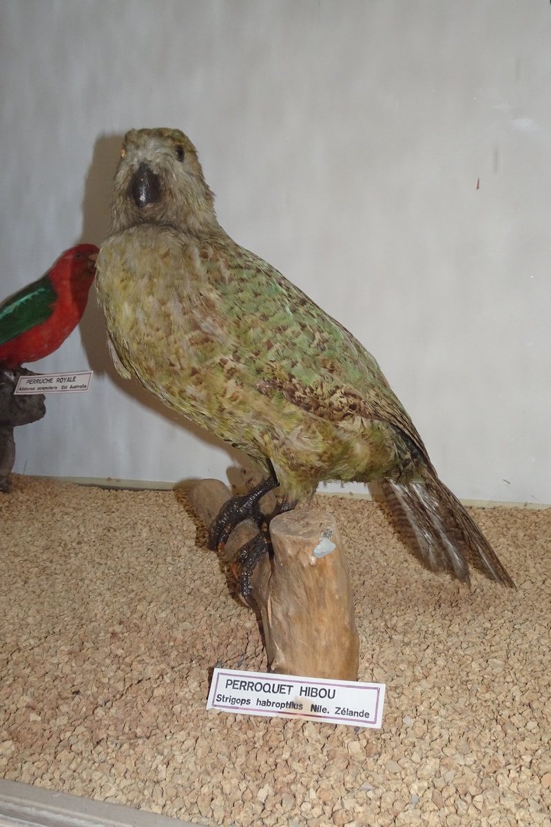 Augenschein im Naturhistorischen Museum Lausanne im Palais de Rumine