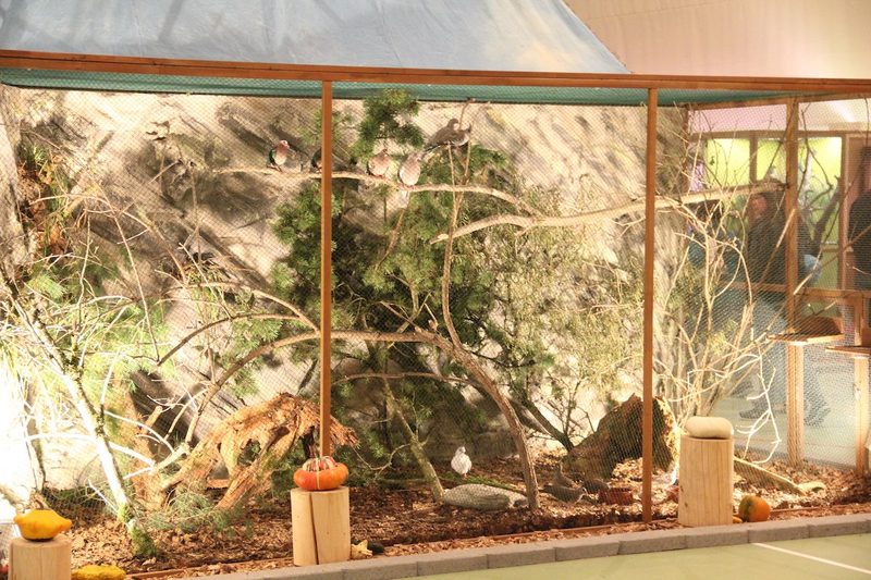 Vogelausstellung in Sursee
