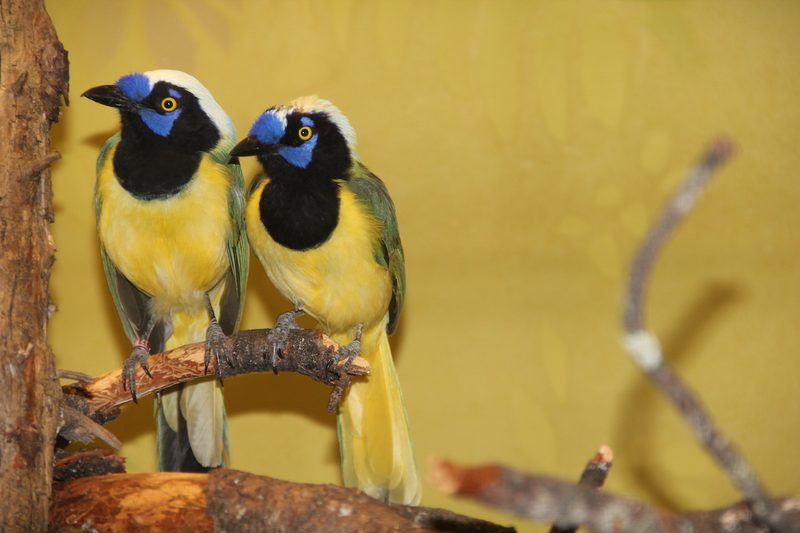 Vogelausstellung in Sursee