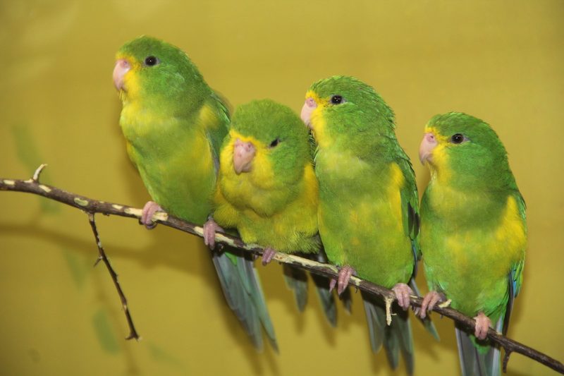 Vogelausstellung in Sursee