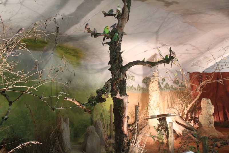 Vogelausstellung in Sursee