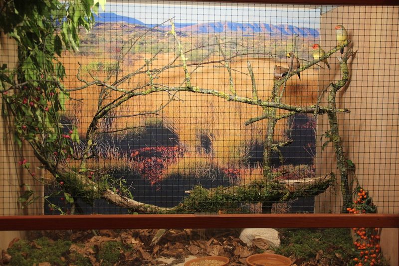 Vogelausstellung in Sursee