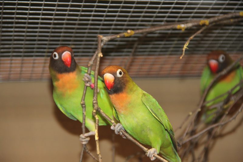 Vogelausstellung in Sursee