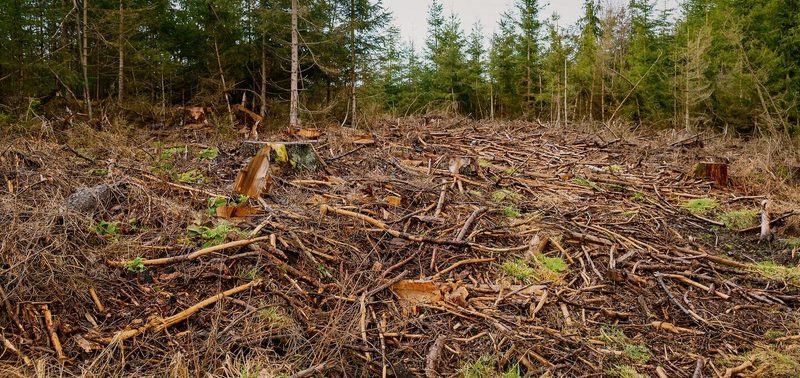 Durchschnittlich 13 Millionen Hektar Wald verschwinden pro Jahr durch Abholzung, denn Holz ist das meistgenutzten Pflanzenprodukte der Welt.
