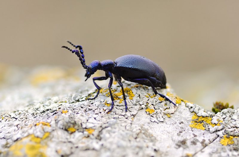 Wie gefährlich ist der Schwarzblaue Ölkäfer wirklich?