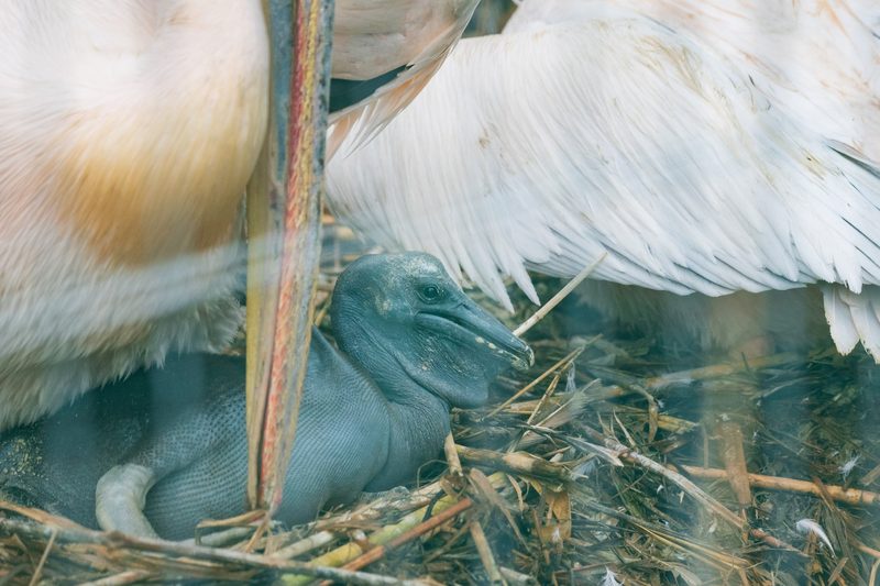 Erstmals seit 2004 wieder Pelikan-Nachwuchs im Zoo Basel