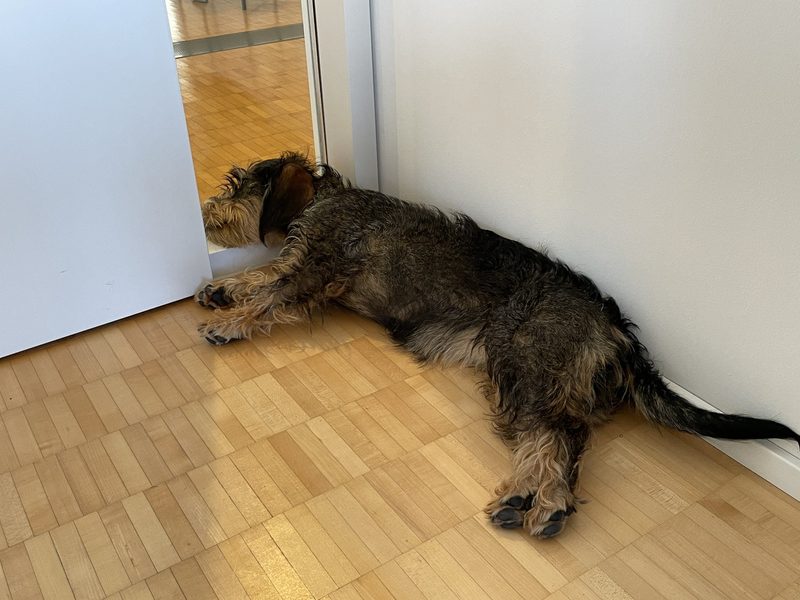 Viele neue Bürofreunde
