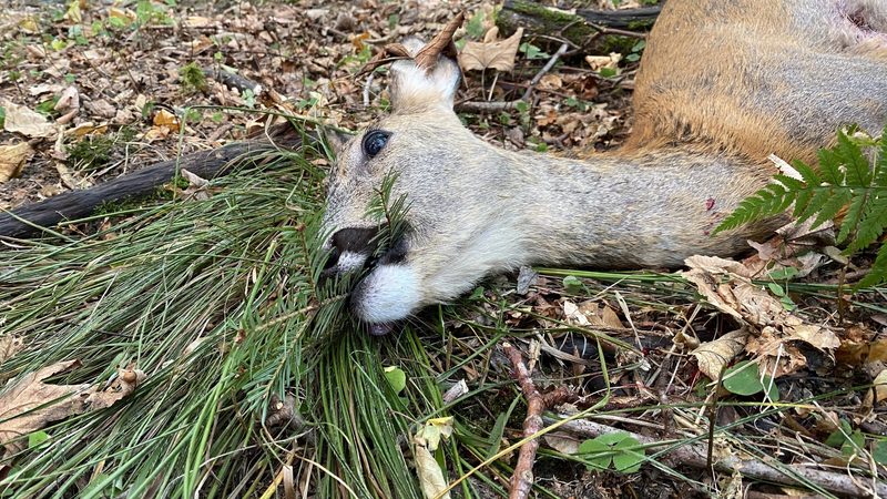 Auge in Auge mit der Flinte