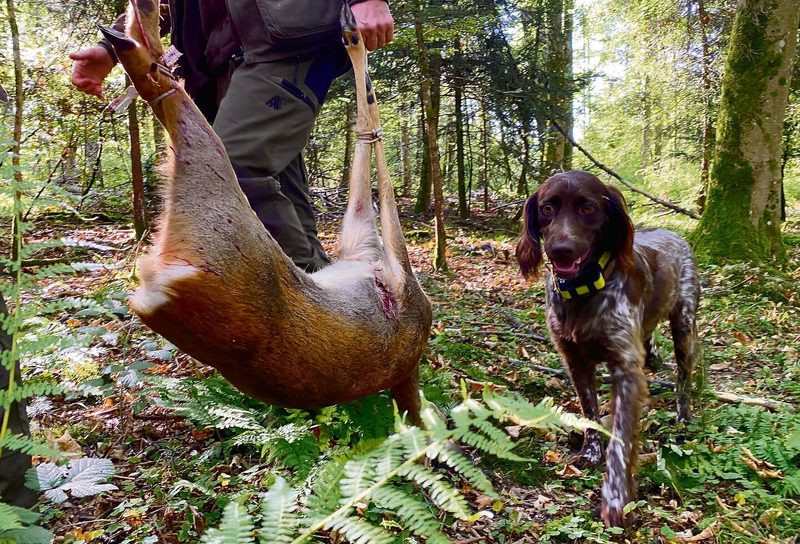 Vom Schuss bis hin zum Ausnehmen – der Weg von Wildfleisch ist transparent und verfolgbar.